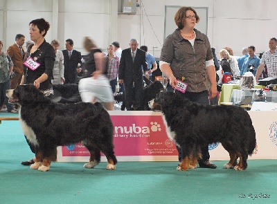 Du Chemin De La Morelie - WORLD DOG SHOW BUDAPEST