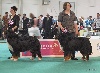  - WORLD DOG SHOW BUDAPEST