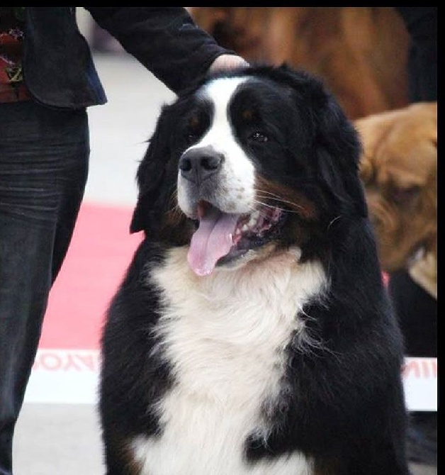 Du Chemin De La Morelie - Résultat Cacib Toulouse