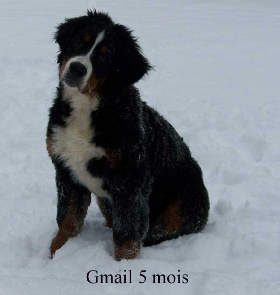 Gmail Du Chemin De La Morelie