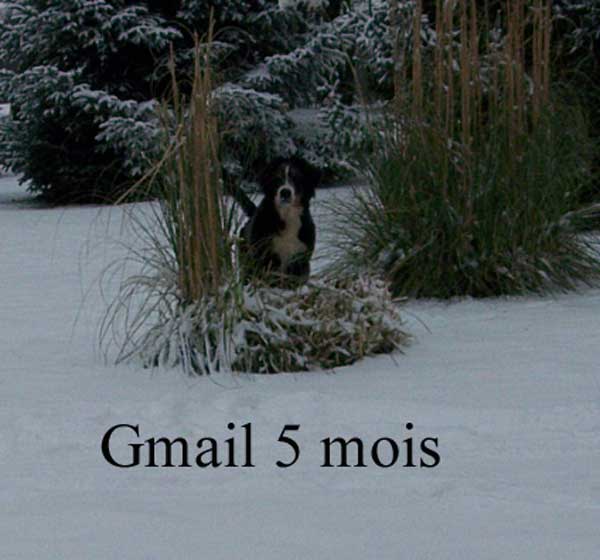 Gmail Du Chemin De La Morelie