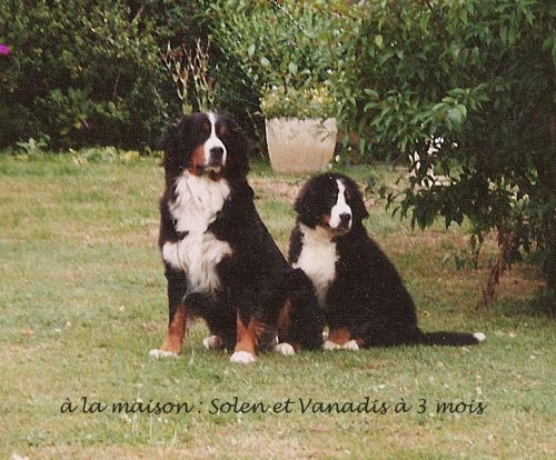 LES CHIENS A LA MAISON